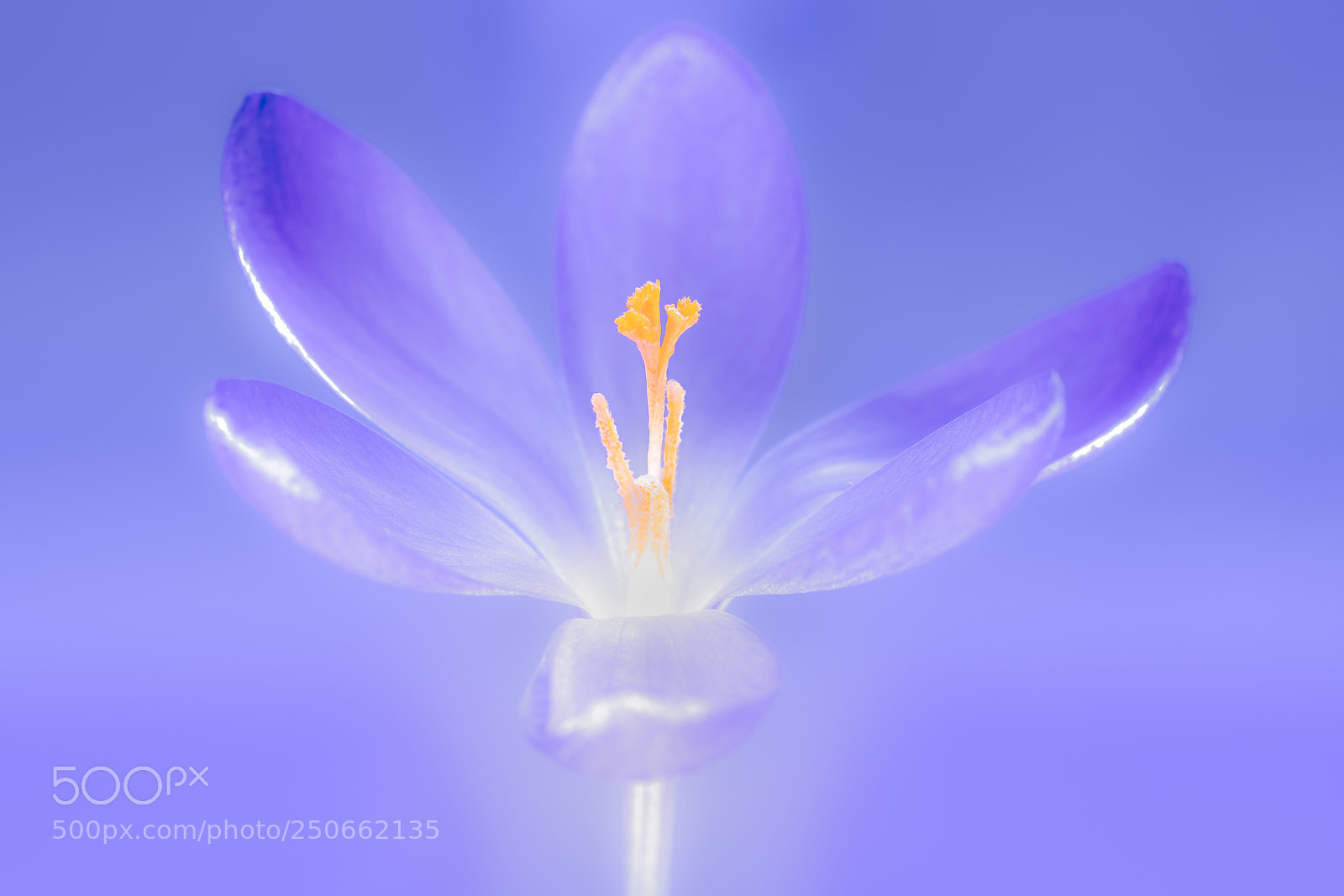 Sony a7R III sample photo. Crocus photography