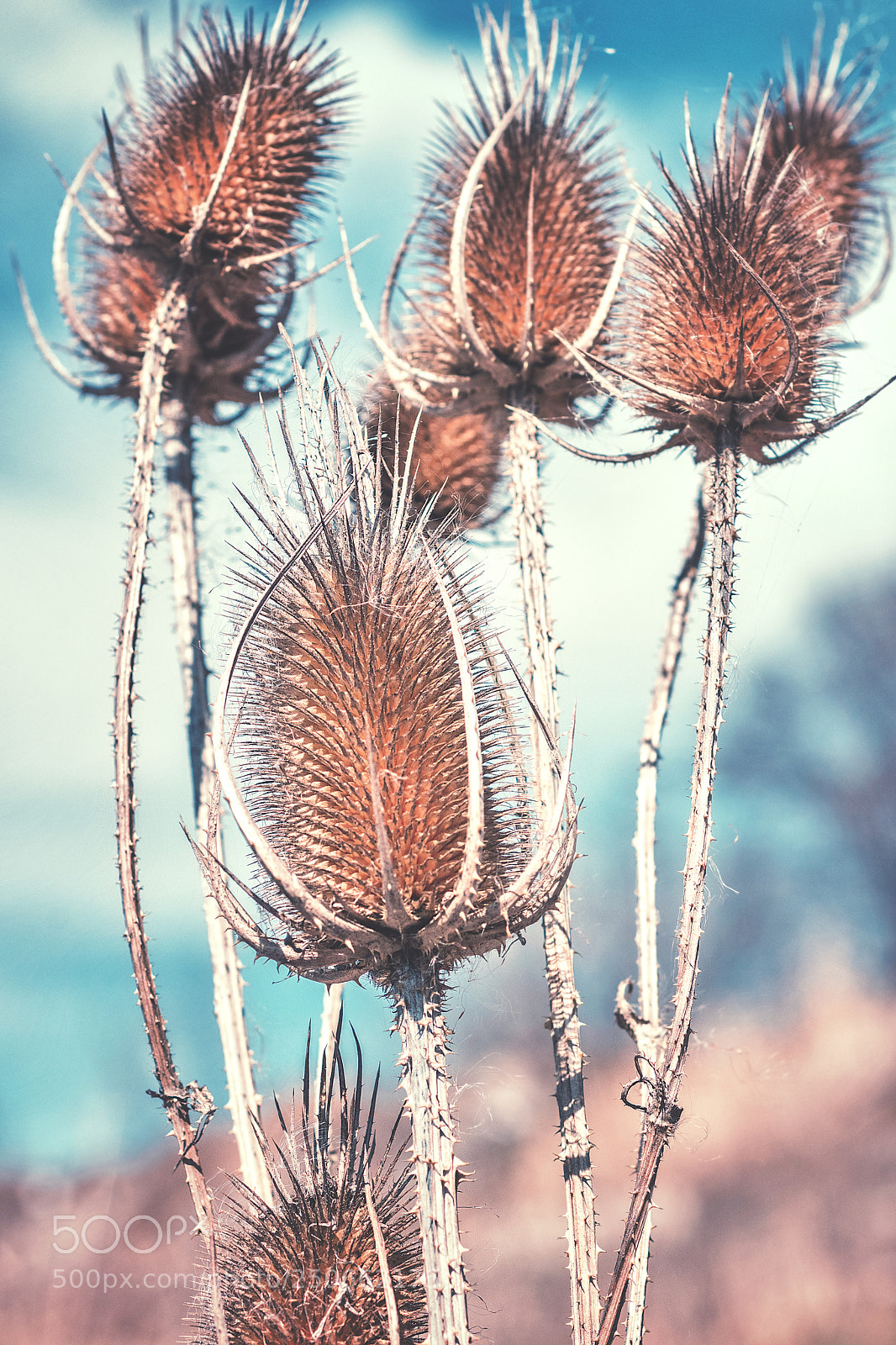Nikon D5300 sample photo. Prickly cruups photography