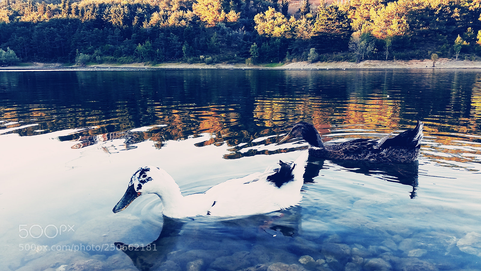 Samsung Galaxy S5 sample photo. Duck photography