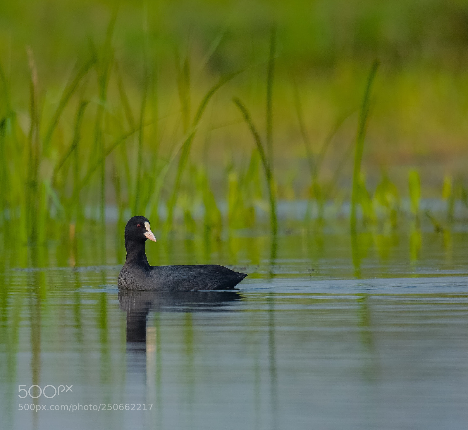 Nikon D7100 sample photo. Common coot  photography