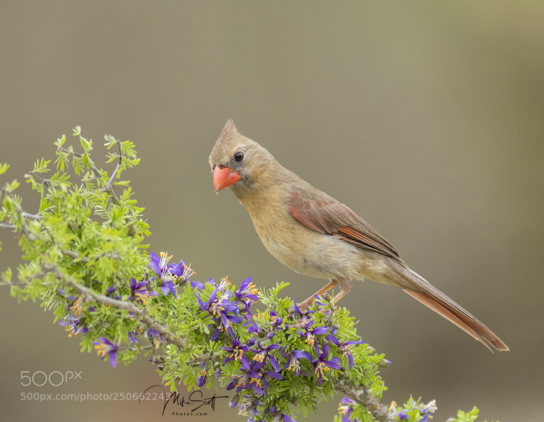 Nikon D500 sample photo. Female cardinal on pretty photography