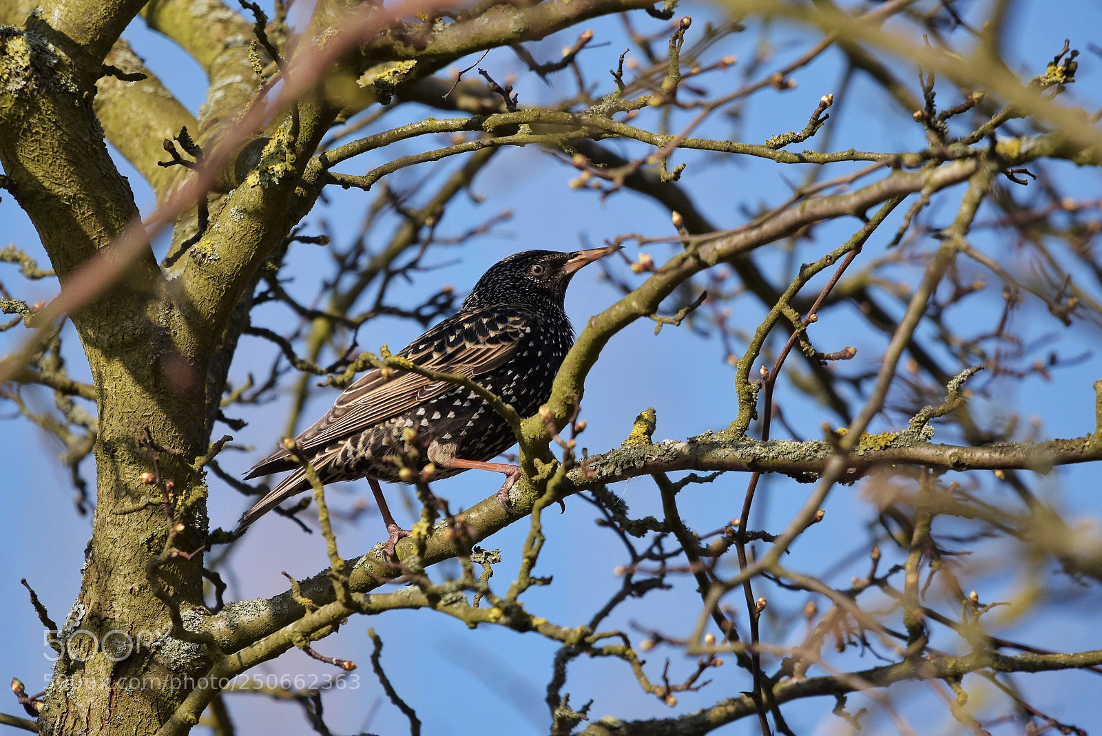 Nikon D7200 sample photo. 'common starling sturnus vulgaris photography