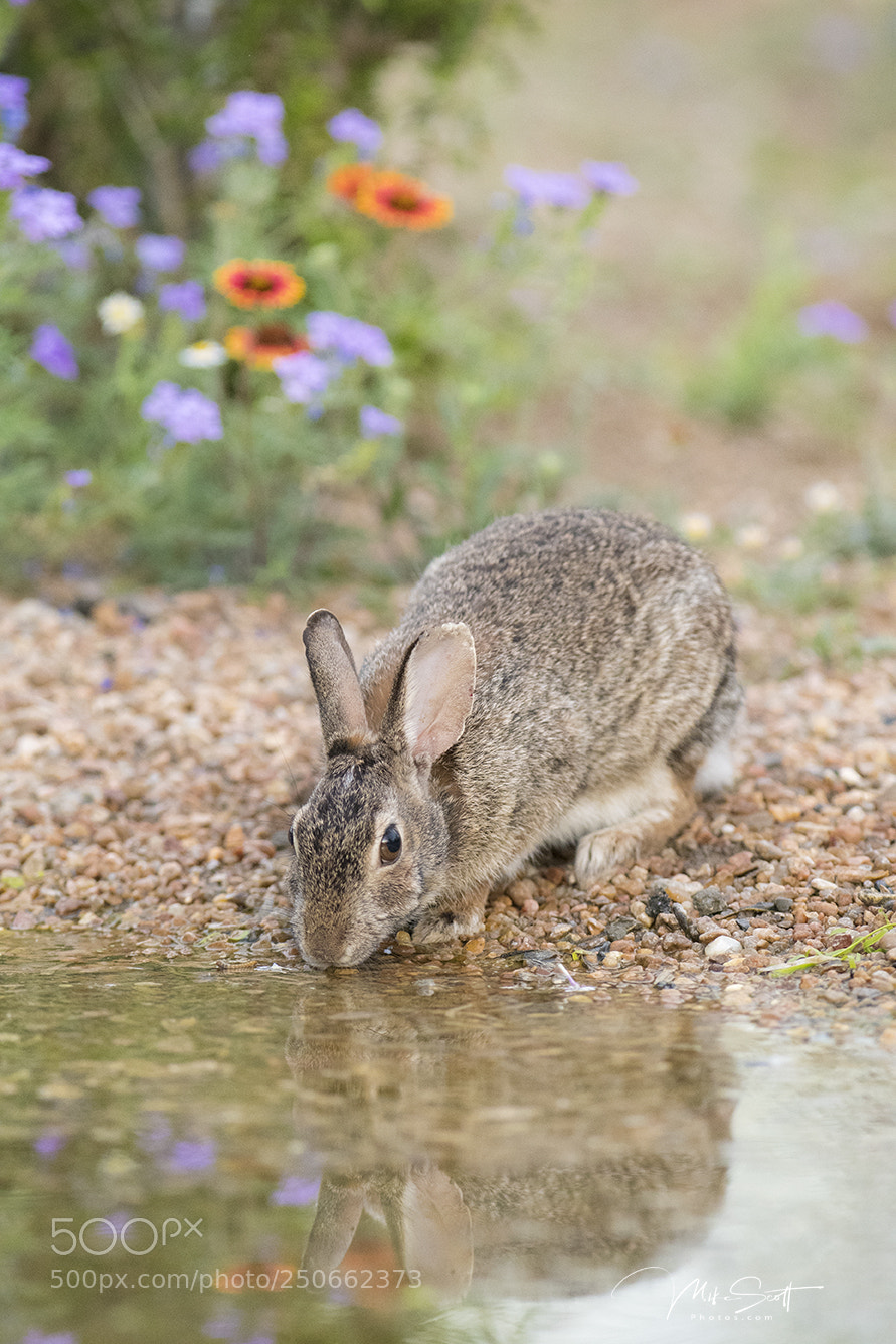 Nikon D500 sample photo. Happy easter photography