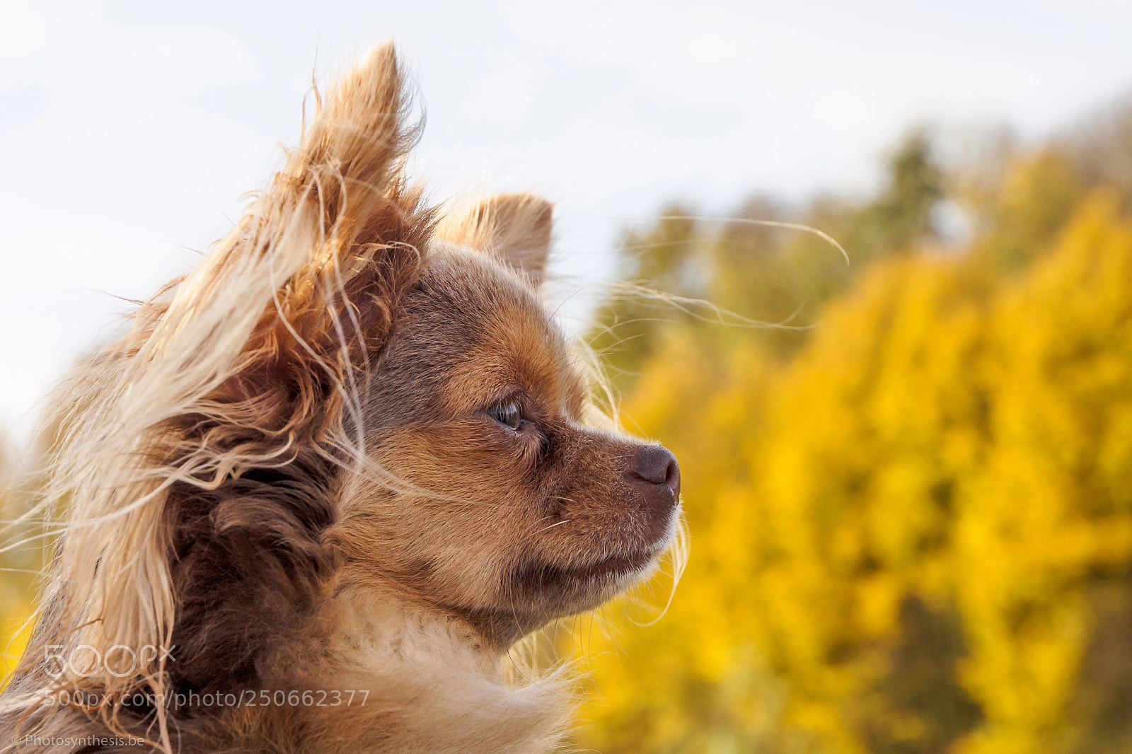 Olympus OM-D E-M10 sample photo. Chihuahua bowie - close-up photography