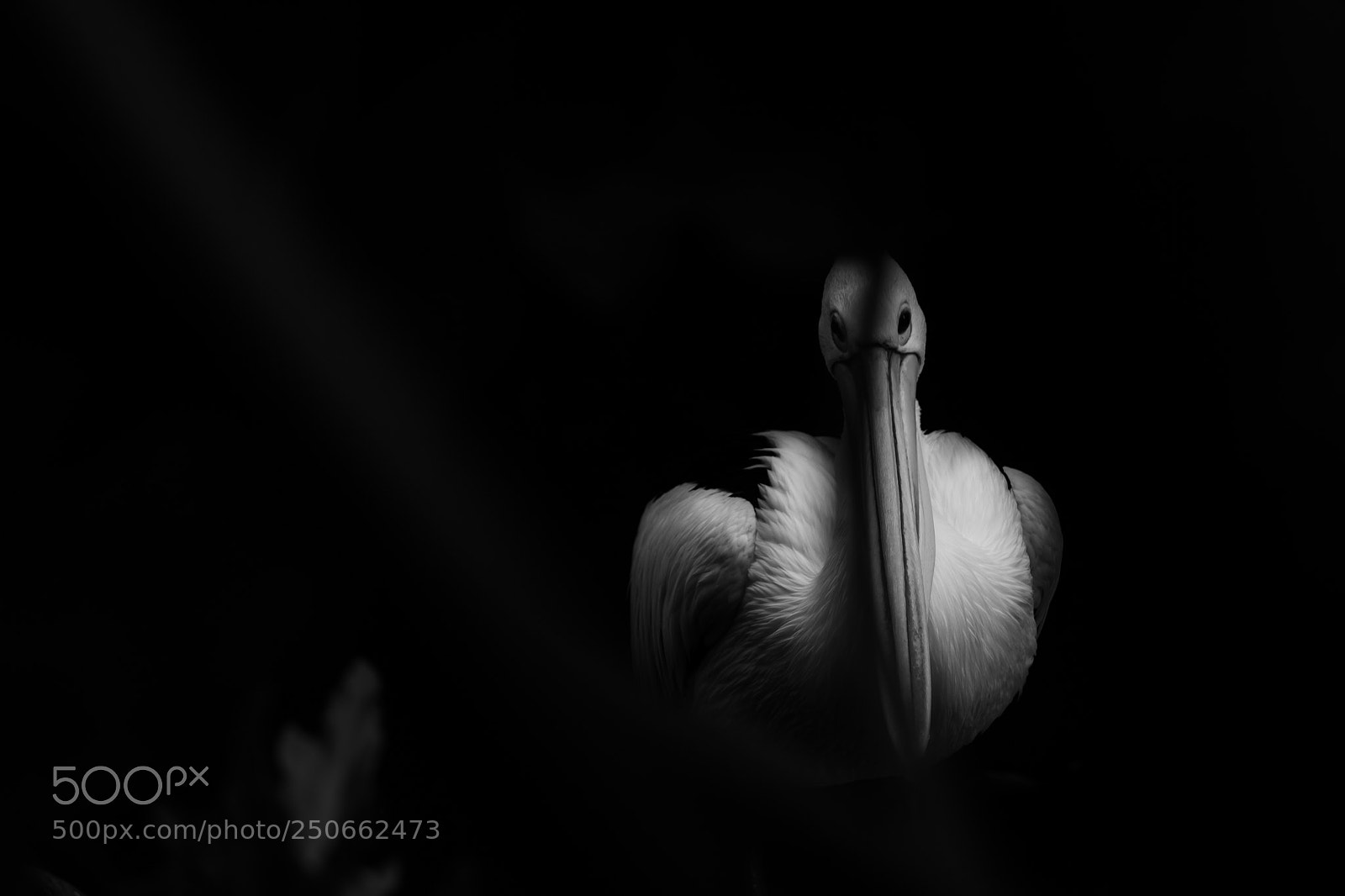 Canon EOS 60D sample photo. Bird photography