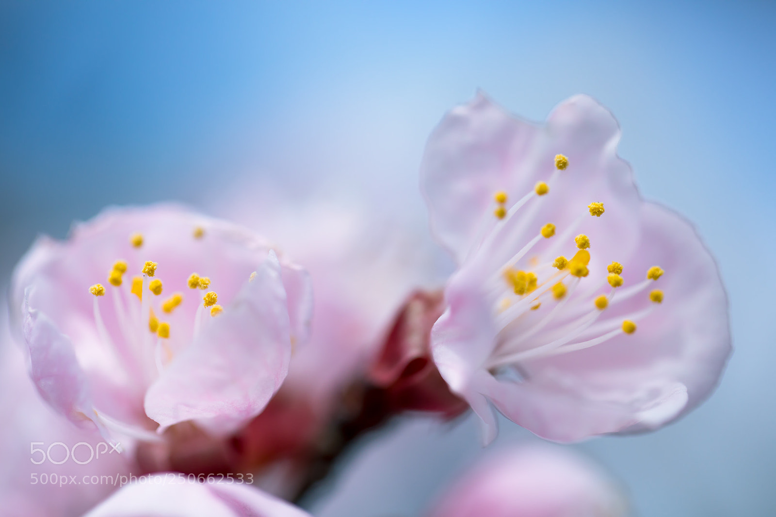 Canon EOS 5D Mark IV sample photo. Flower photography