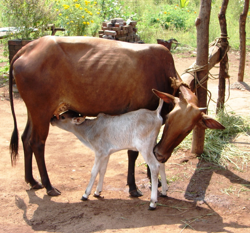 Sony DSC-H1 sample photo. The sacred cow photography