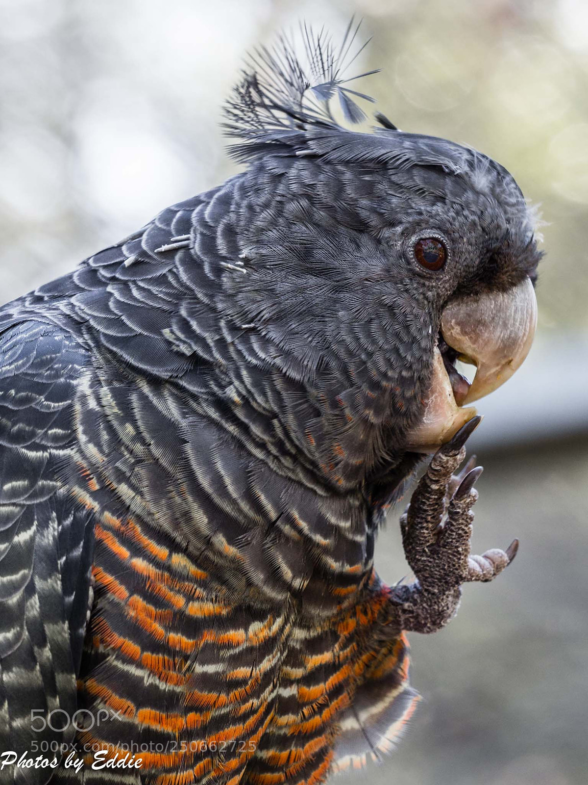 Olympus OM-D E-M1 Mark II sample photo. Gang gang cockatoo photography