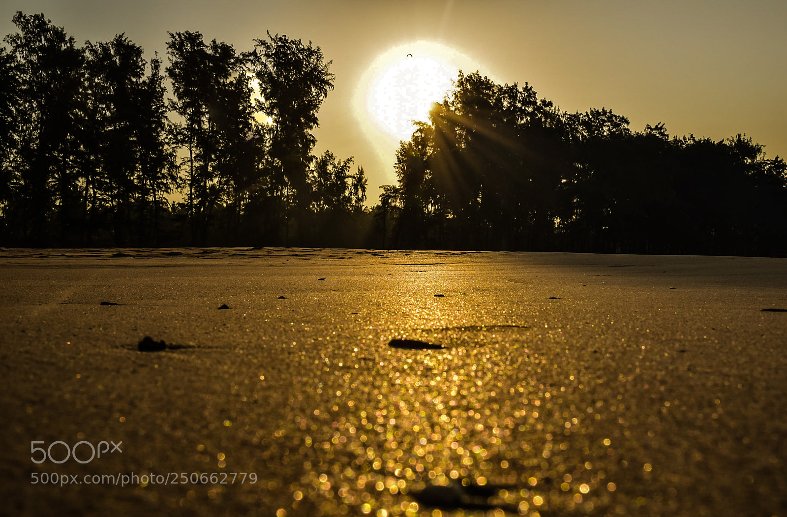 Nikon D5300 sample photo. Golden sand photography