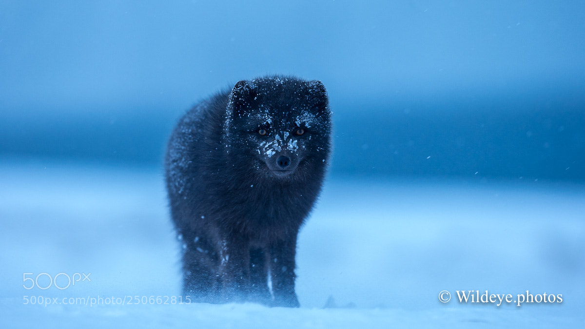 Canon EOS-1D X sample photo. Rare blue arctic fox photography