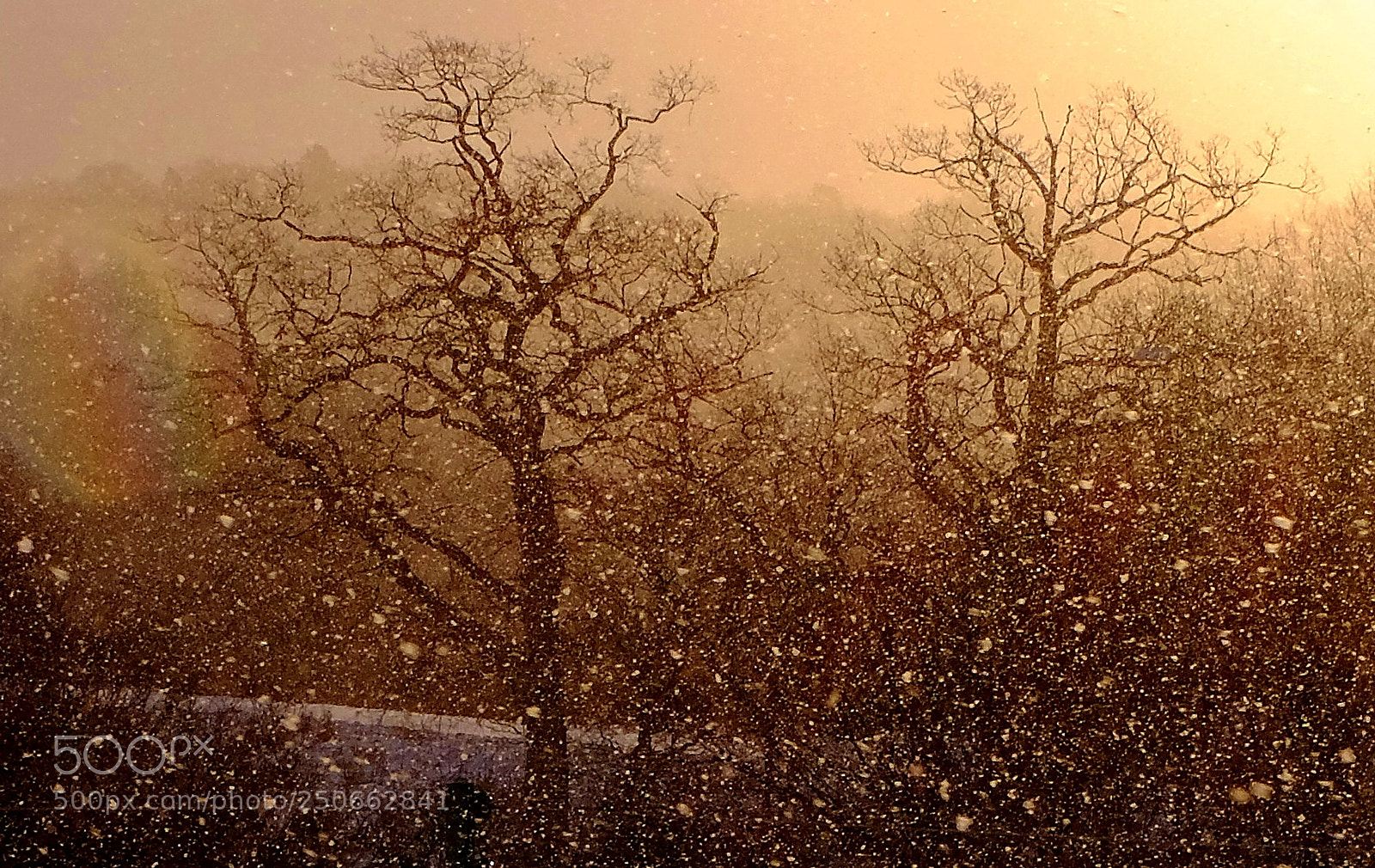 Fujifilm X-M1 sample photo. Snow day photography