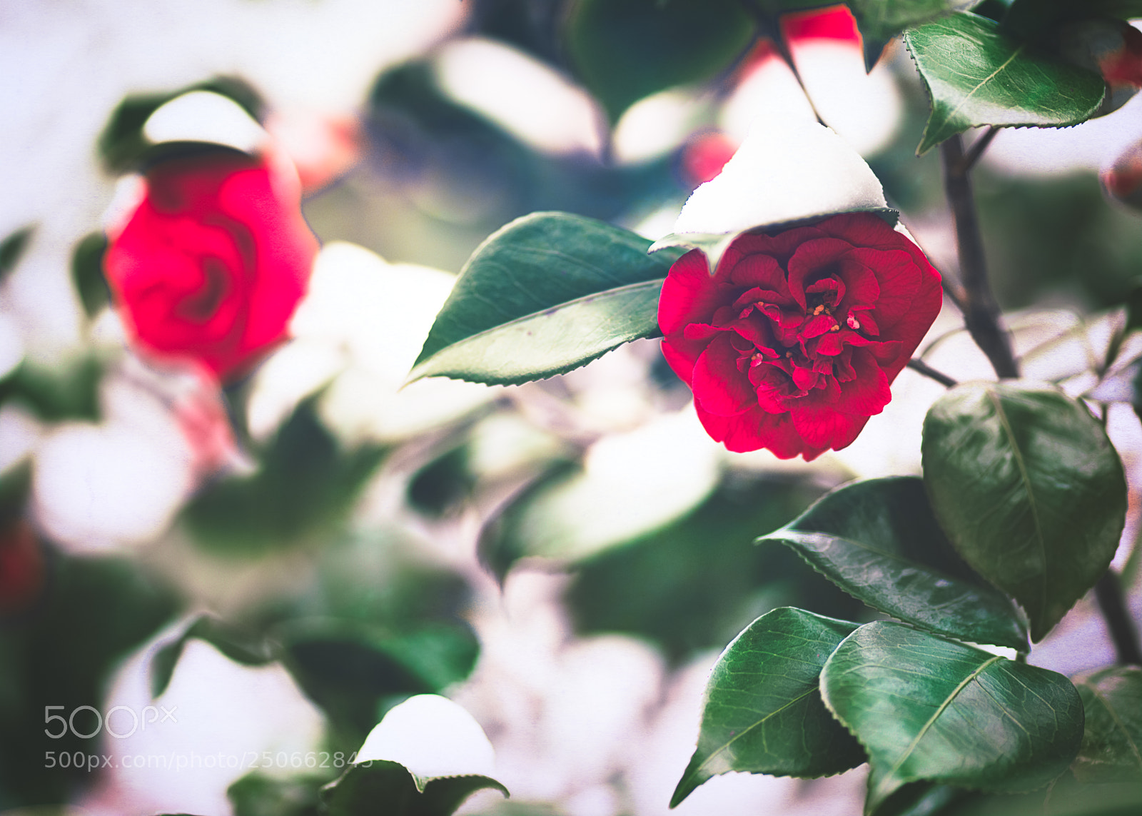 Sony a7R II sample photo. Snow roses photography