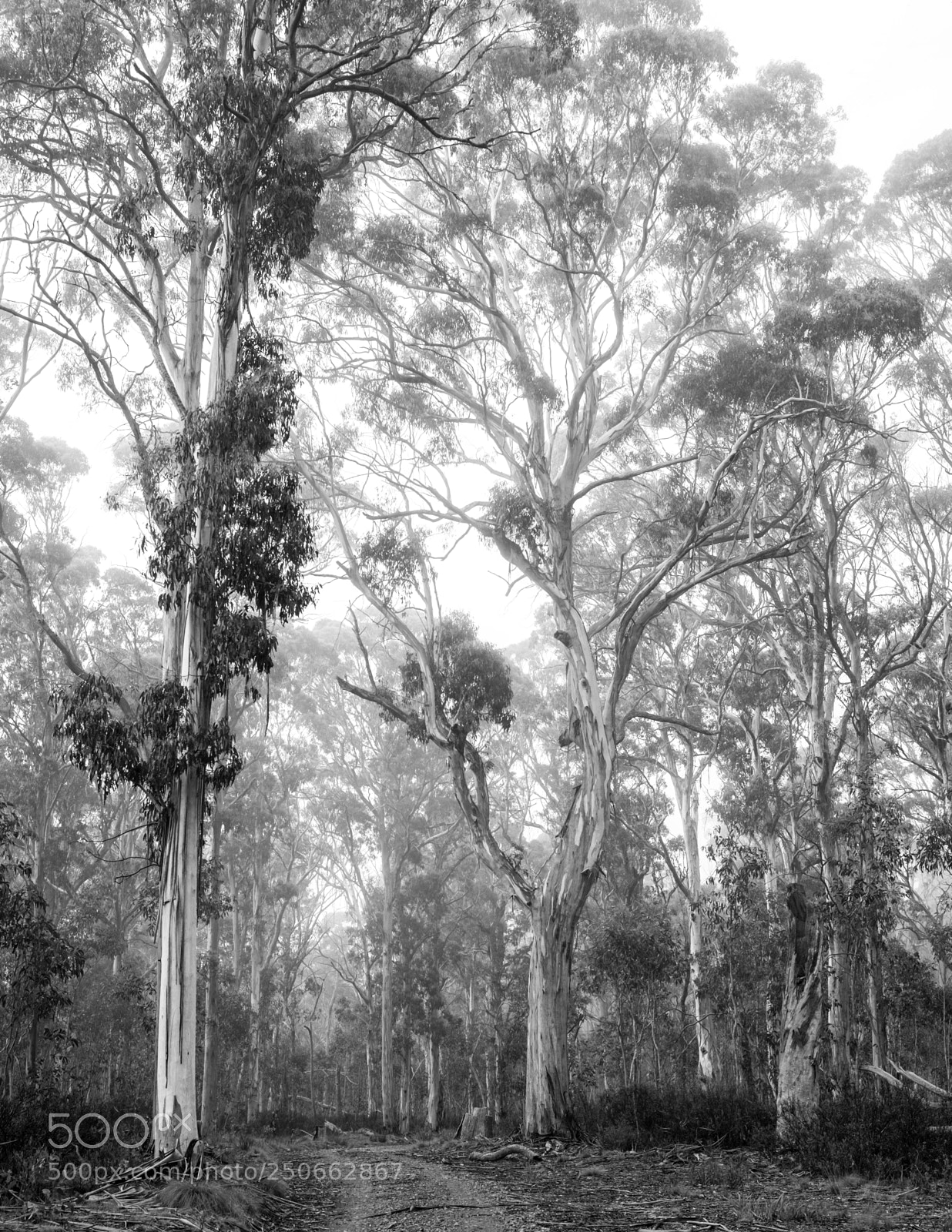 Fujifilm X-T1 sample photo. Smoker trail trees photography