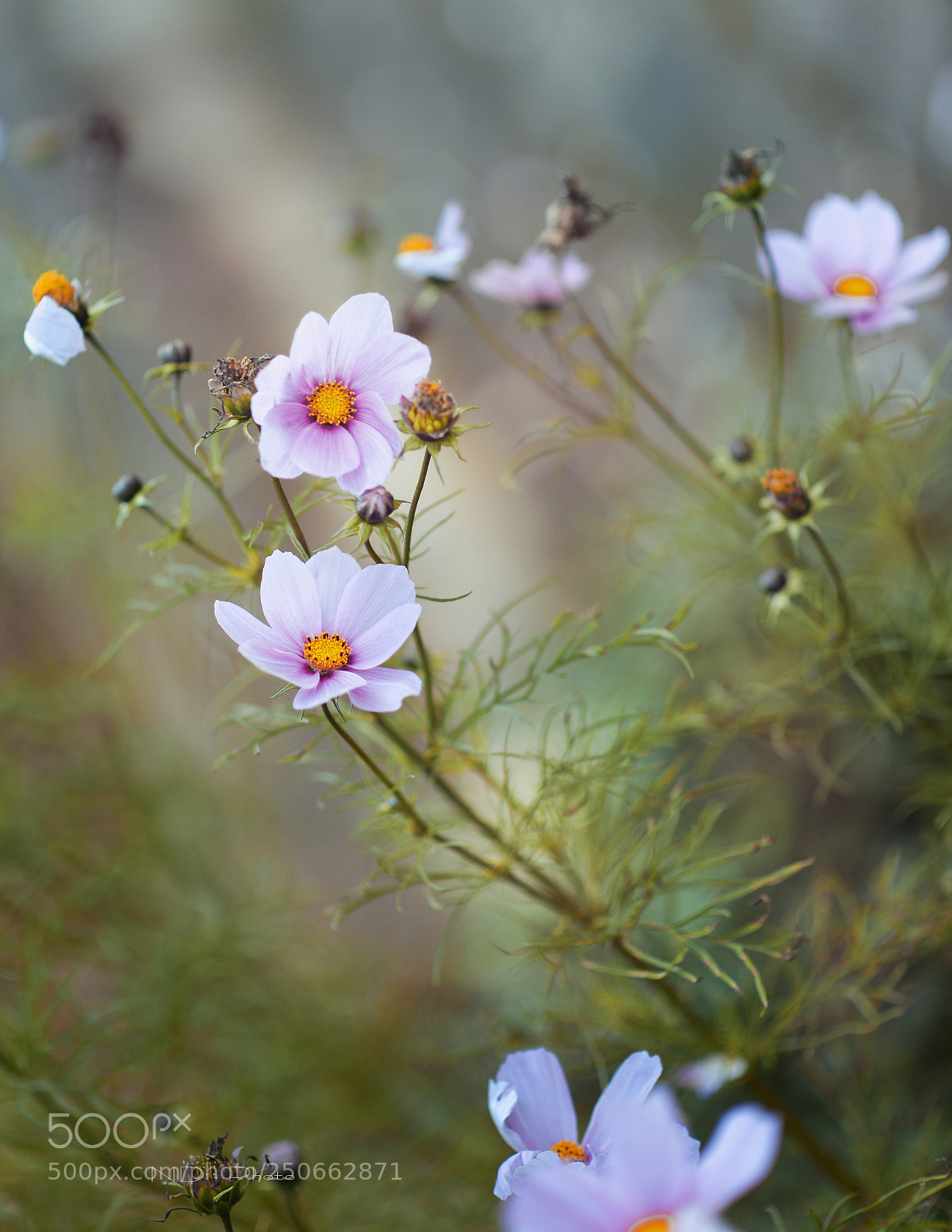 Nikon D610 sample photo. Cu n theo chi photography