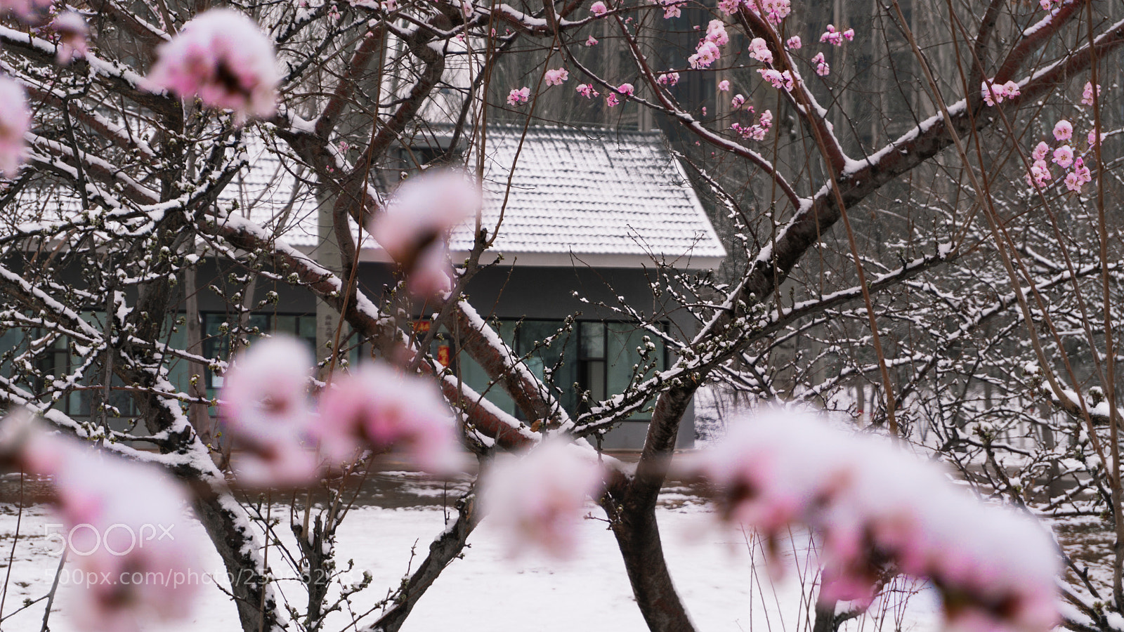 Sony a6300 sample photo. Snowy peach photography