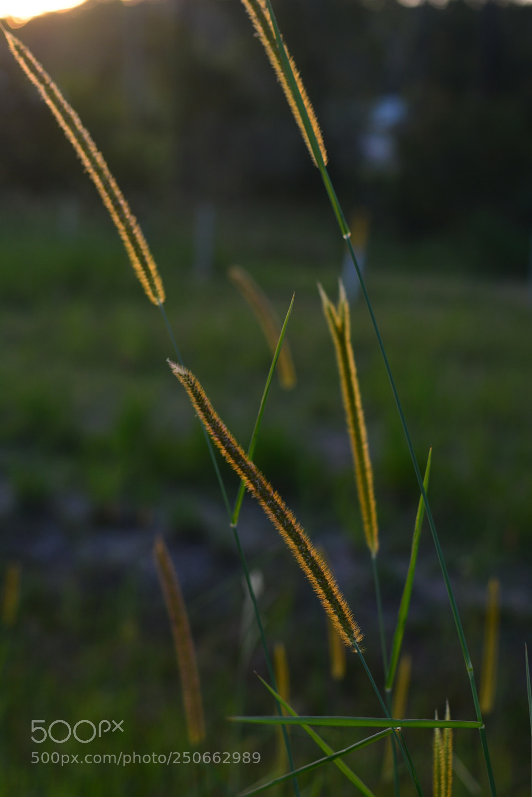 Nikon D7100 sample photo. Nature’s whisper photography