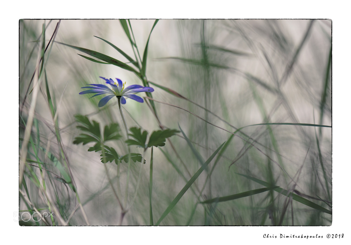 Nikon D7000 sample photo. Wild flower photography