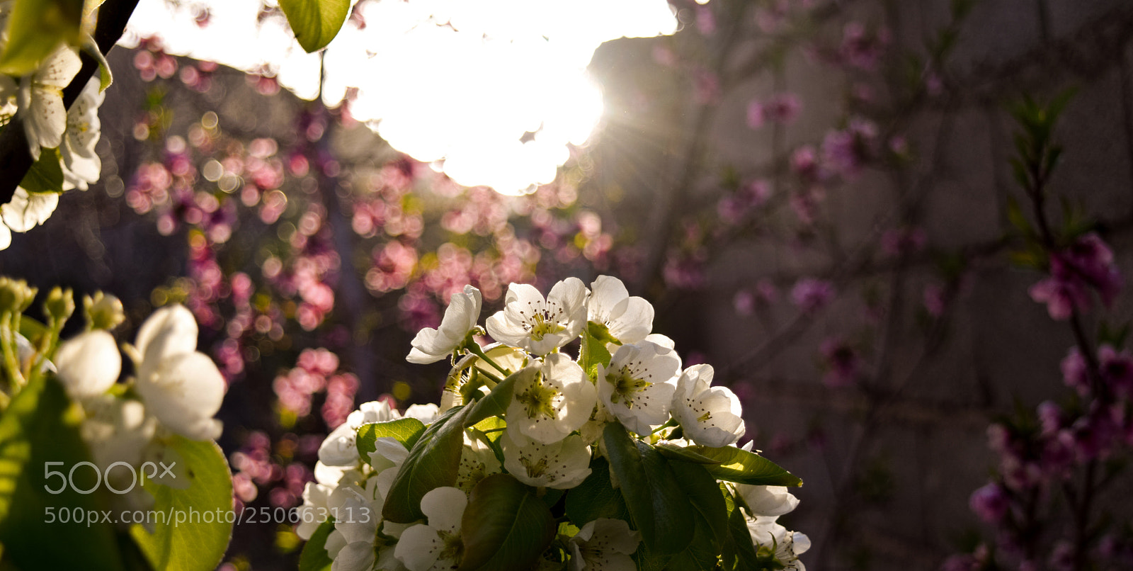 Nikon D3300 sample photo. Sunset below flowers photography