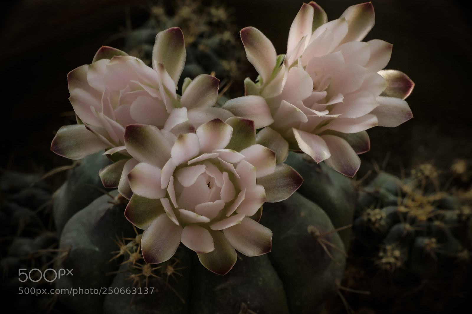 Fujifilm X-M1 sample photo. Cactus flower photography