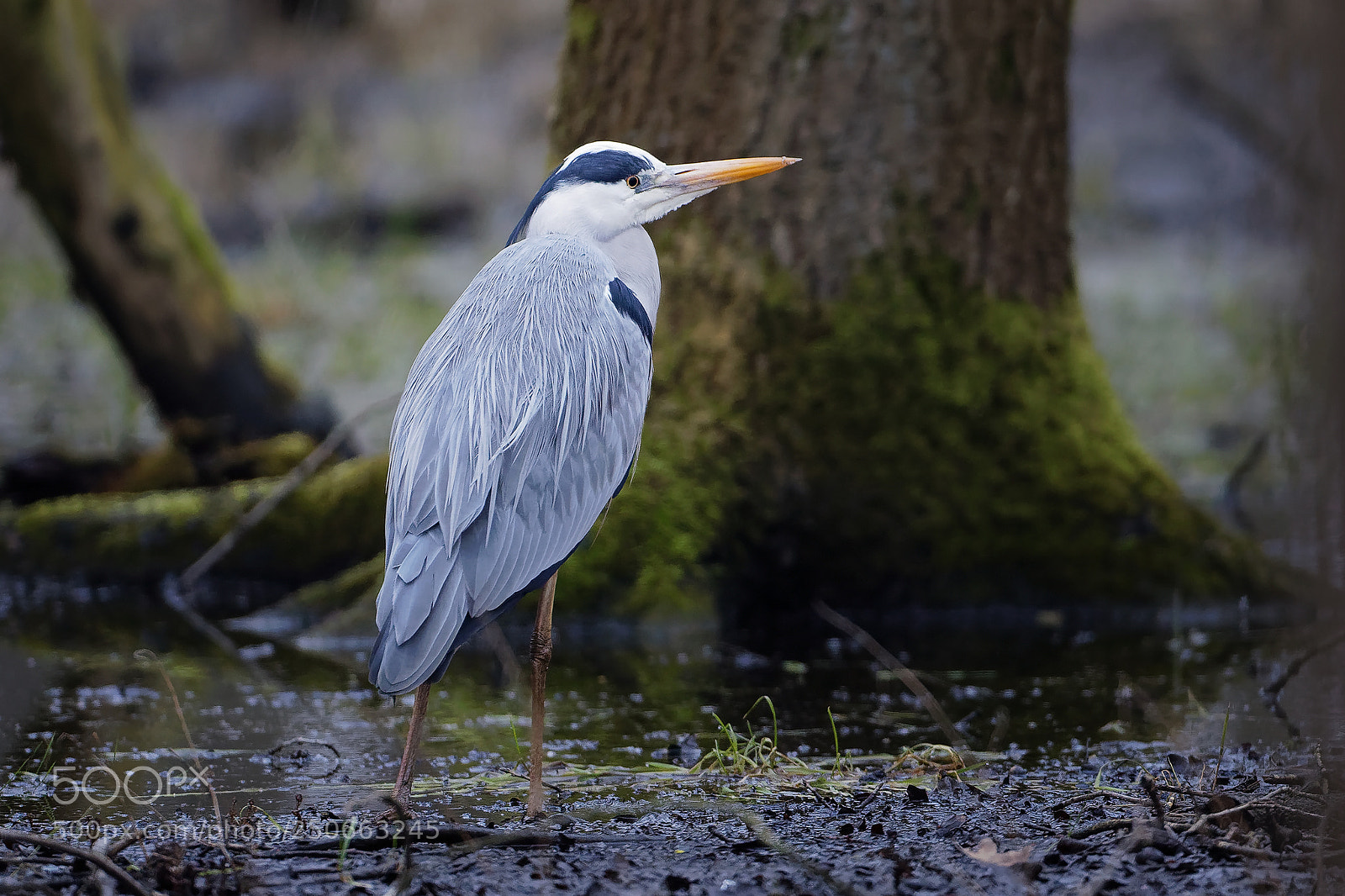Canon EOS 5D Mark IV sample photo. Grey heron in the photography