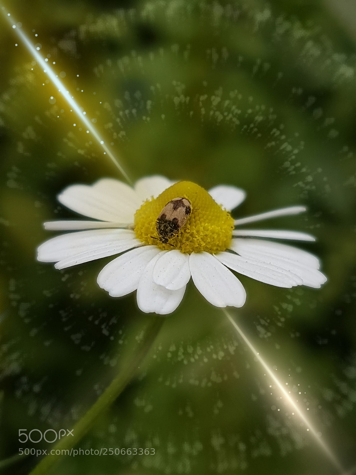 Samsung Galaxy S7 Edge sample photo. Untitled photography