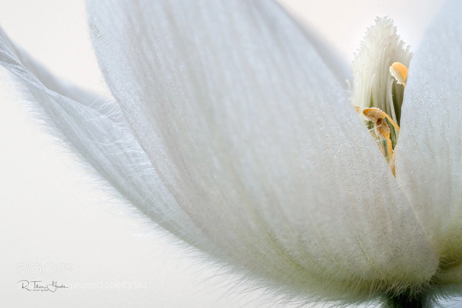 Olympus OM-D E-M5 II sample photo. Pulsatilla vulgaris photography
