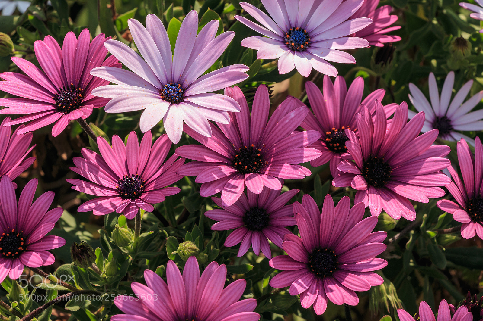 Canon EOS 70D sample photo. Daisies photography