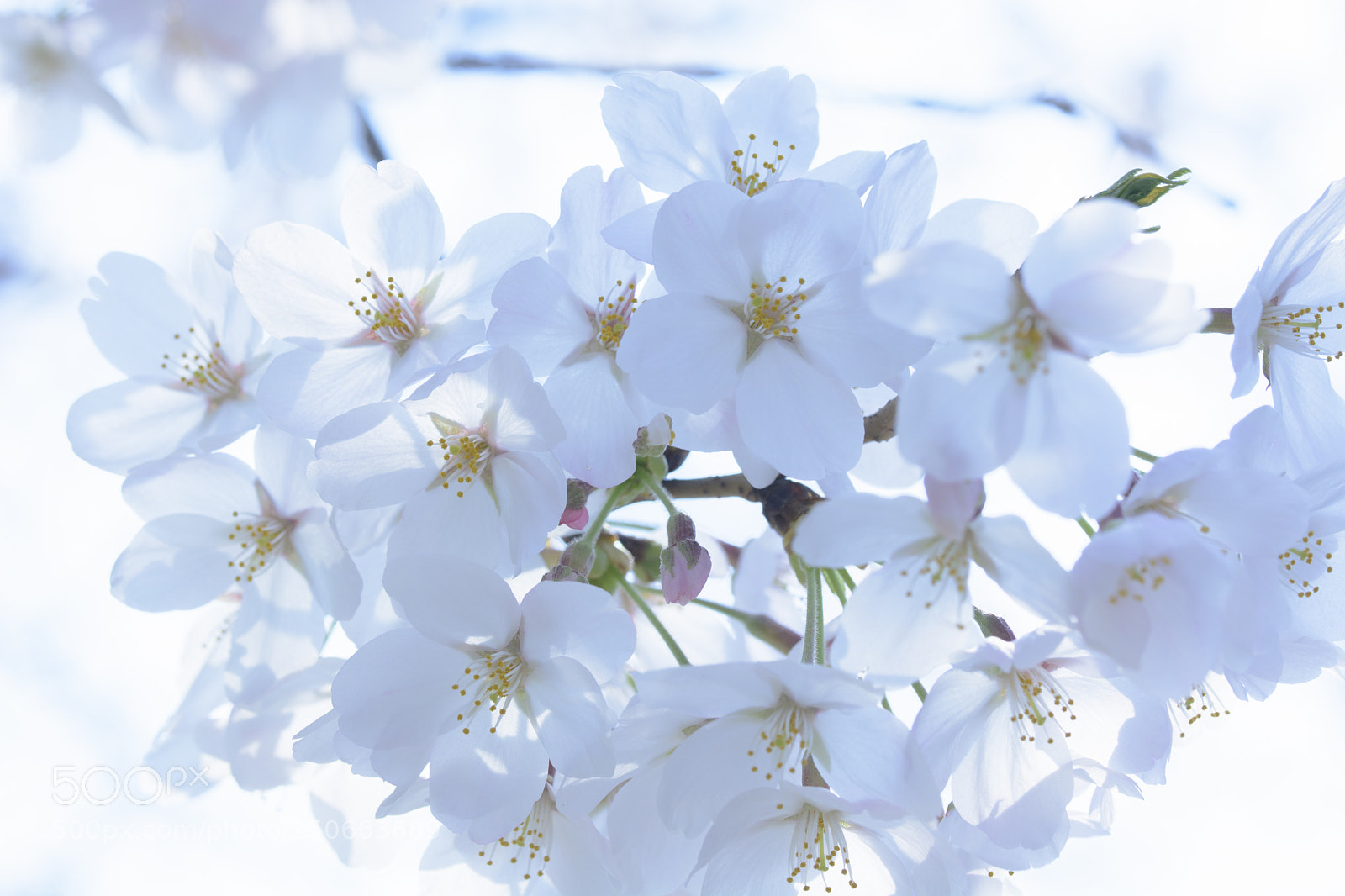 Nikon D7100 sample photo. Flowers around the bud photography