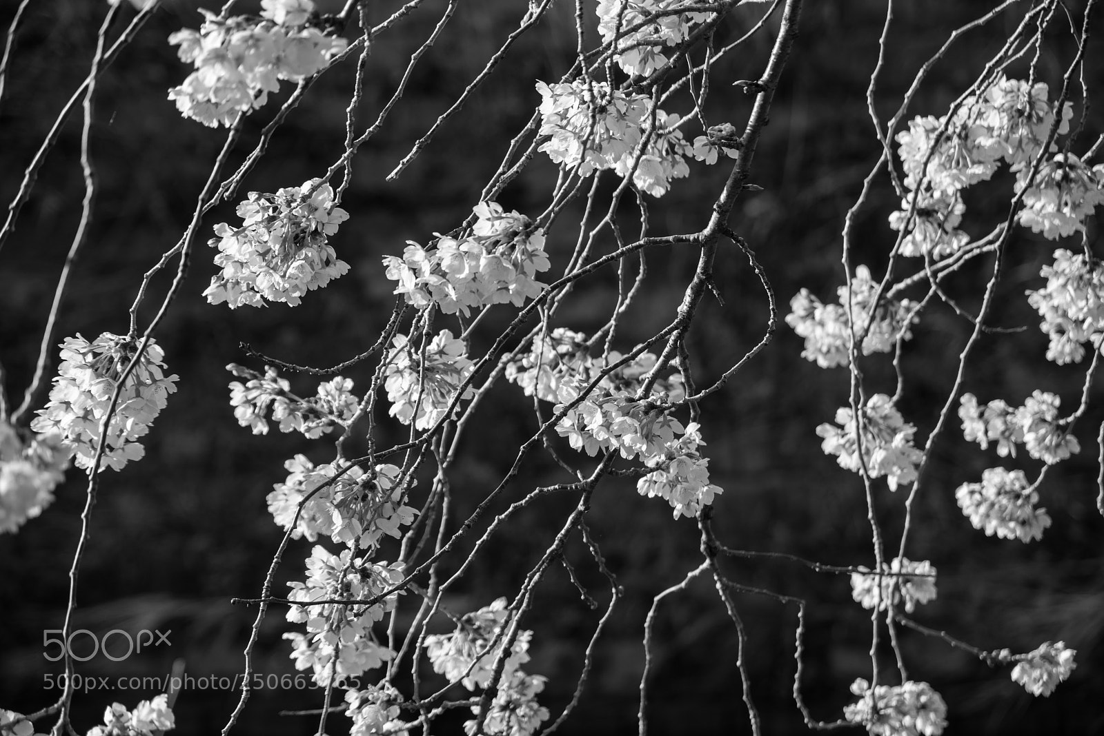 Nikon D810 sample photo. Cherry blossoms photography