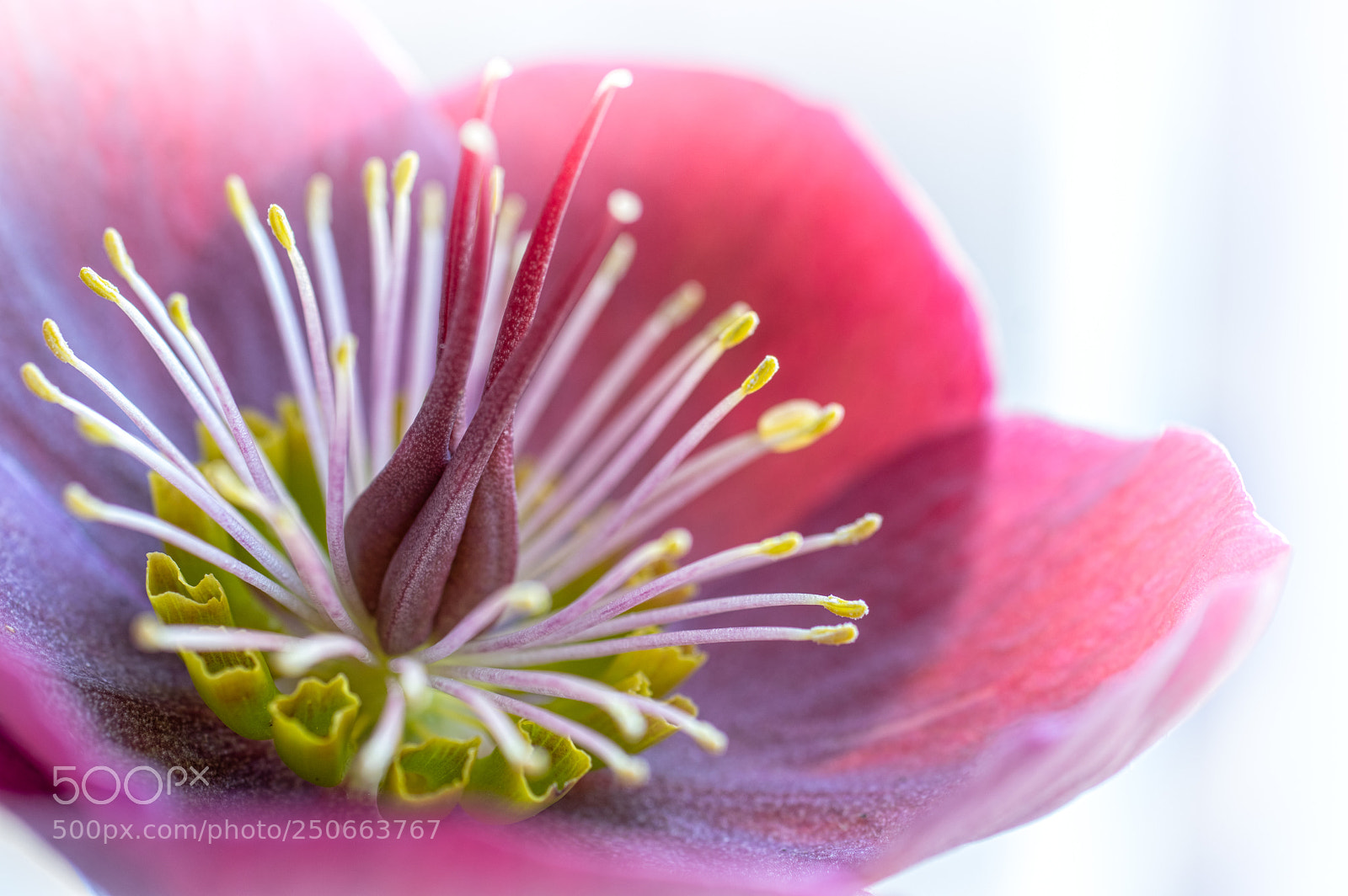 Pentax K-3 sample photo. Hellebore up close and photography
