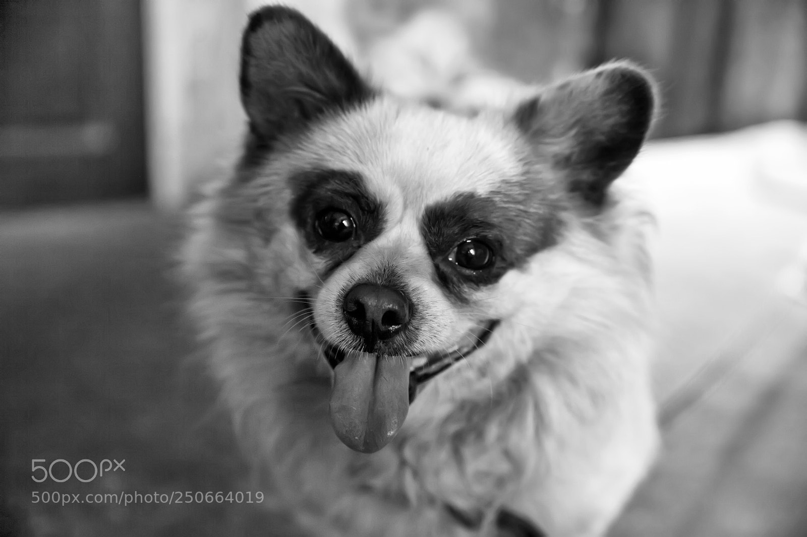 Canon EOS 5D sample photo. Smile of dog bw photography