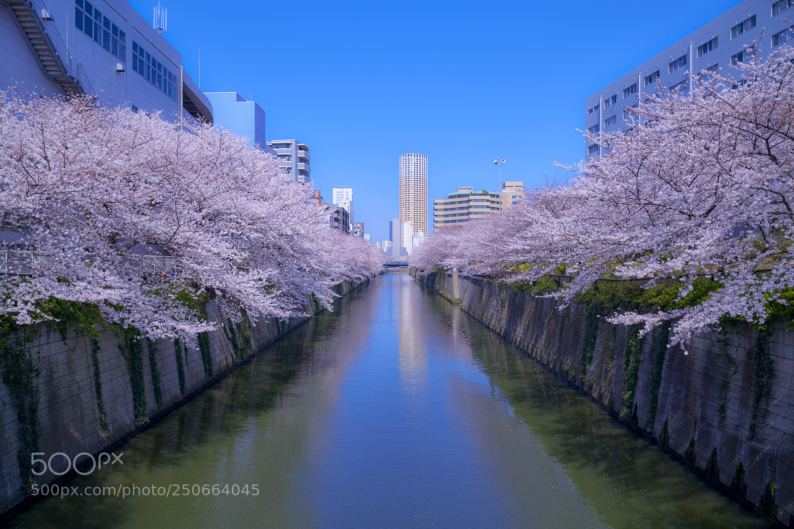 Sony a7R III sample photo. The cherryblossom season photography
