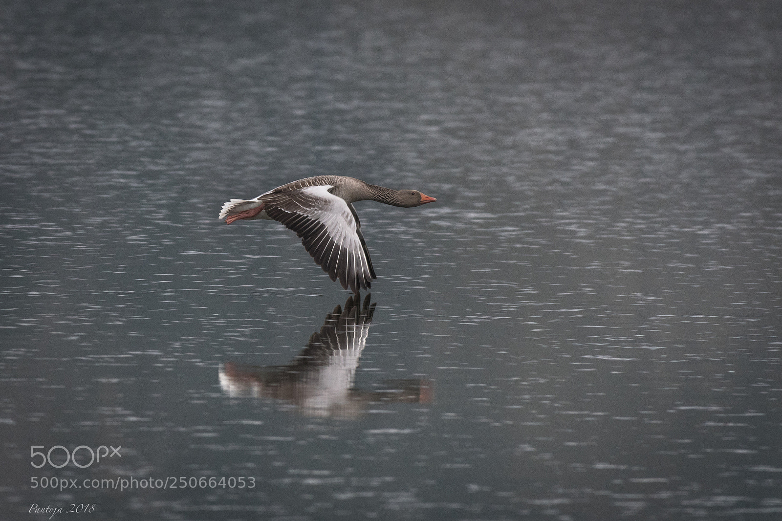 Nikon D500 sample photo. Greylag goose photography