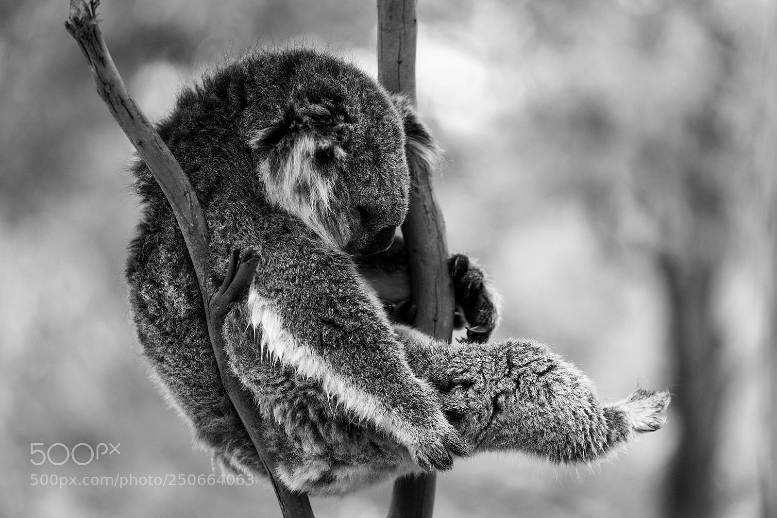Sony a7R II sample photo. Lounging around - different photography
