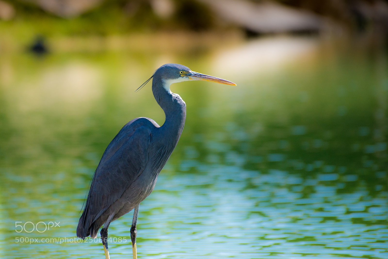 Nikon D600 sample photo. Great blue heron photography