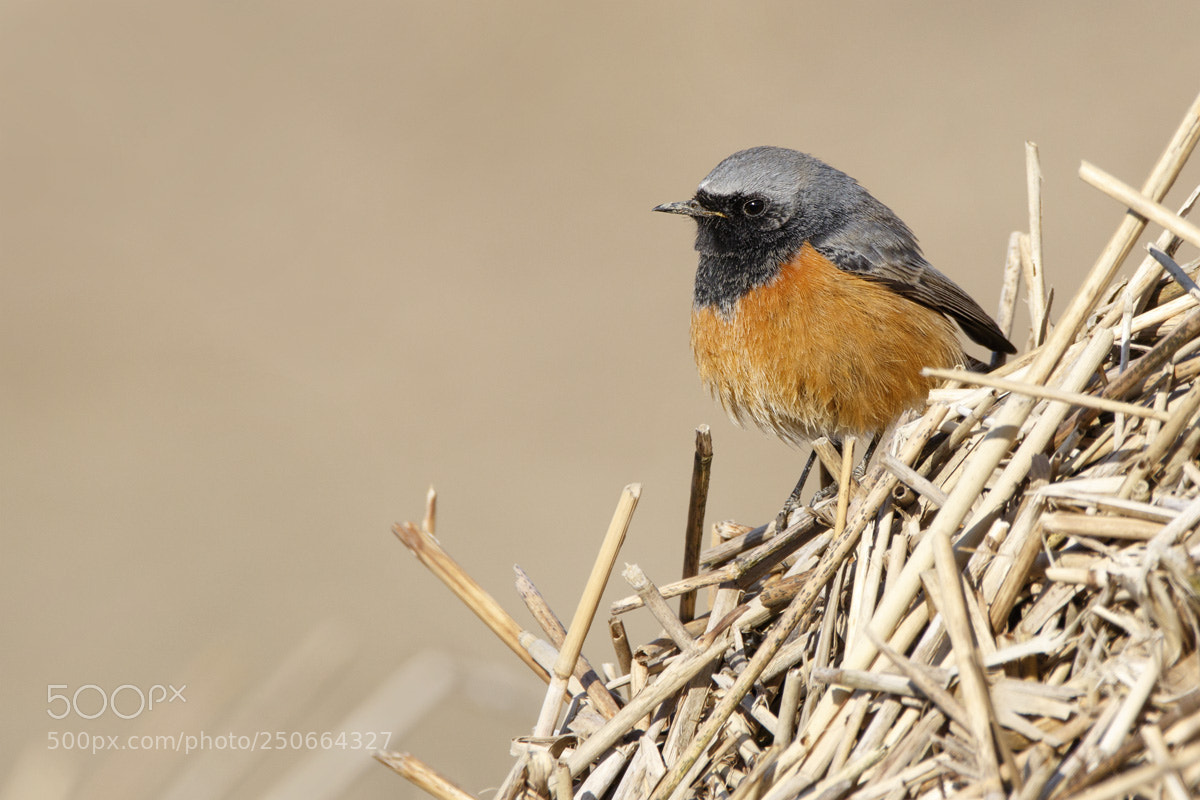 Canon EOS 7D Mark II sample photo. Oosterse zwarte roodstaart photography