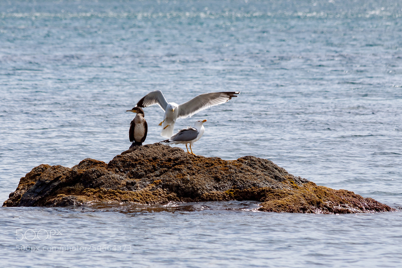 Canon EOS 50D sample photo. P jaros del mediterr photography