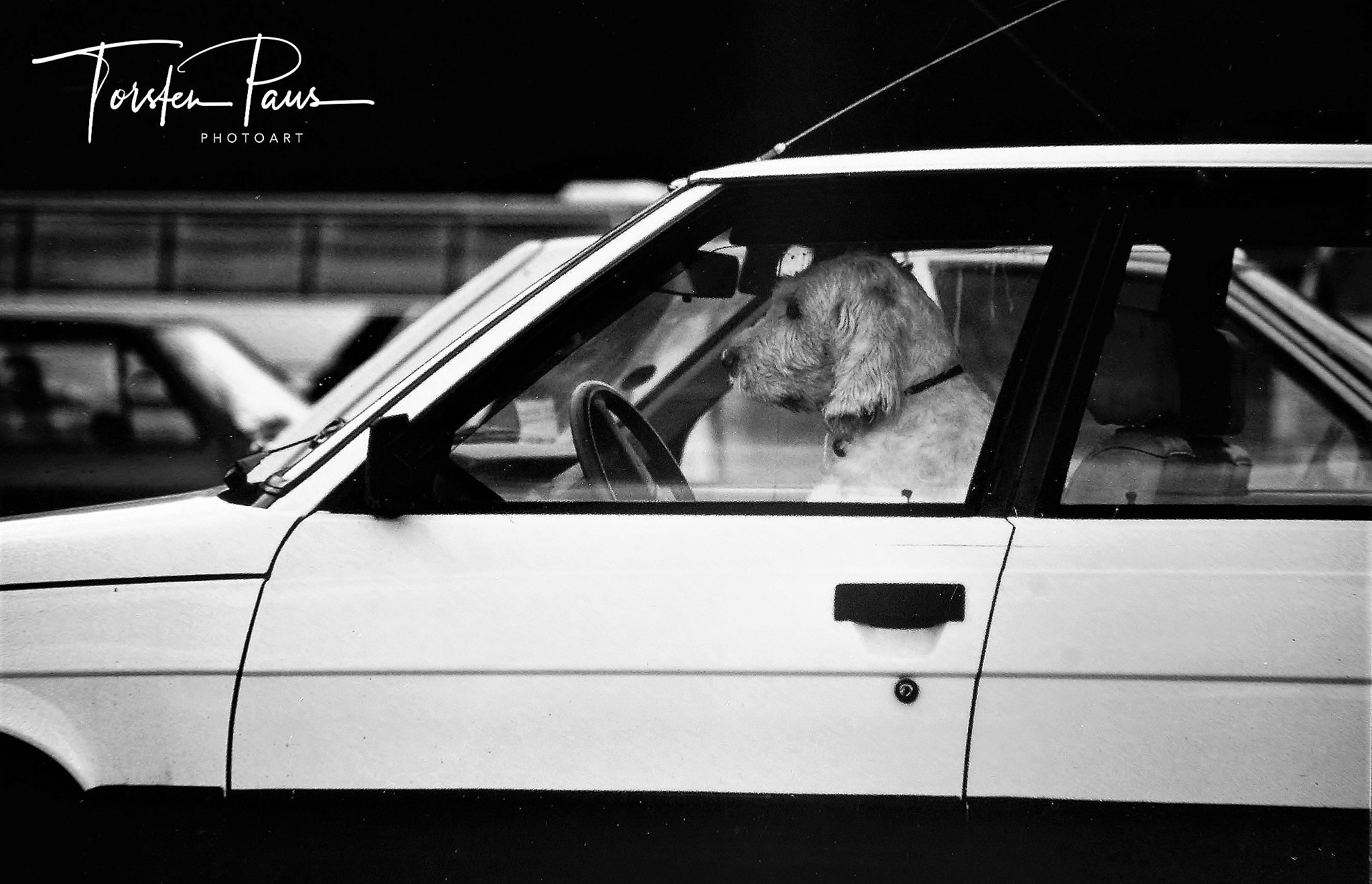 Nikon D70 sample photo. Driving dog photography