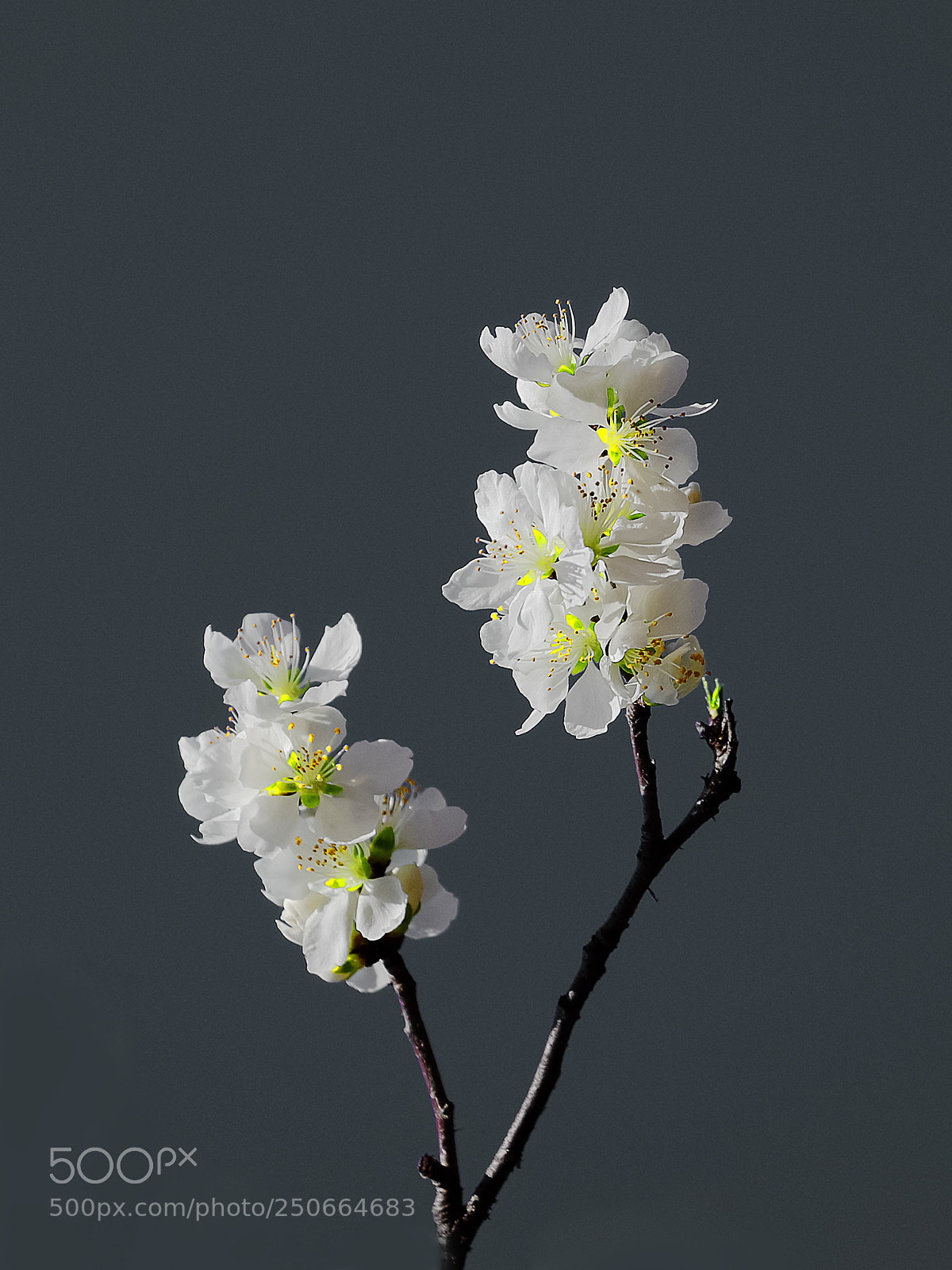 Canon EOS-1D X Mark II sample photo. 山桃花 photography