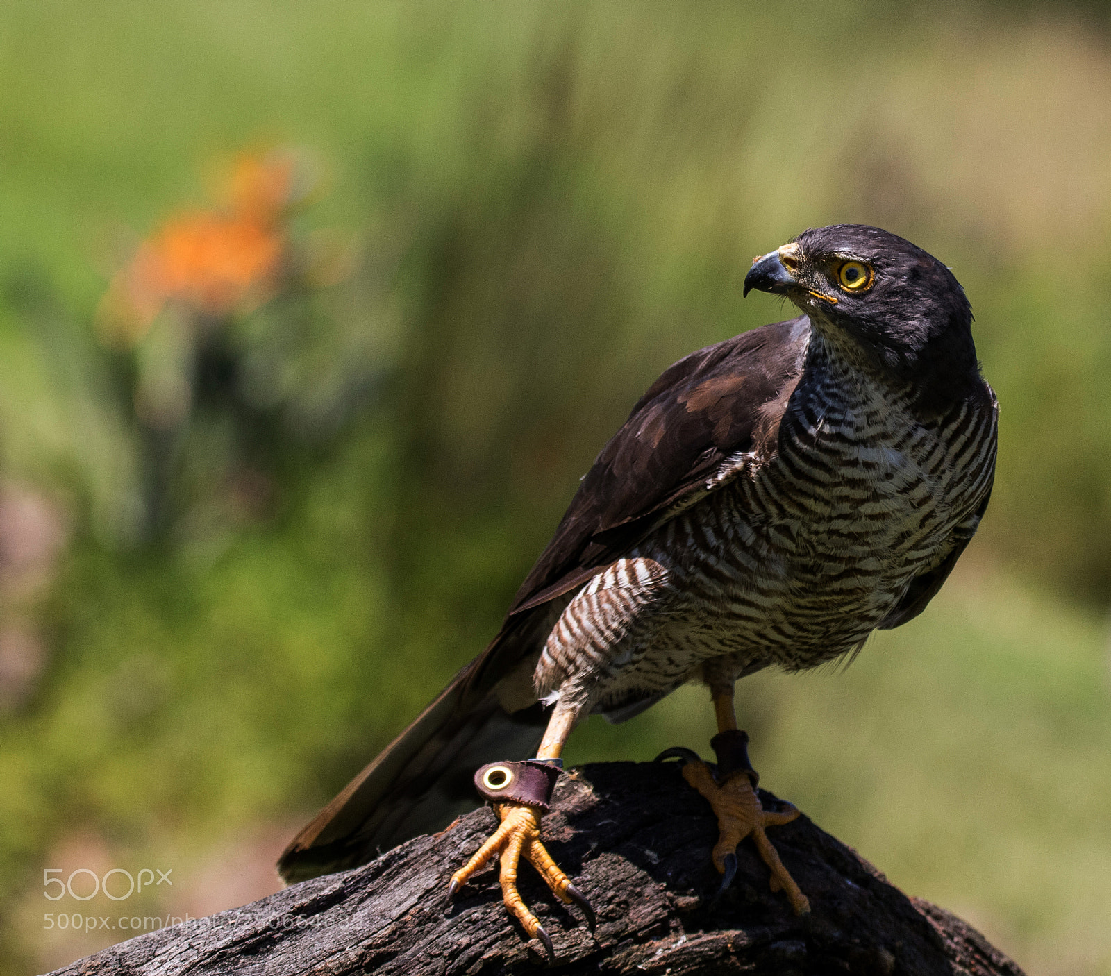 Canon EOS 7D Mark II sample photo. Falcon on the lookout photography