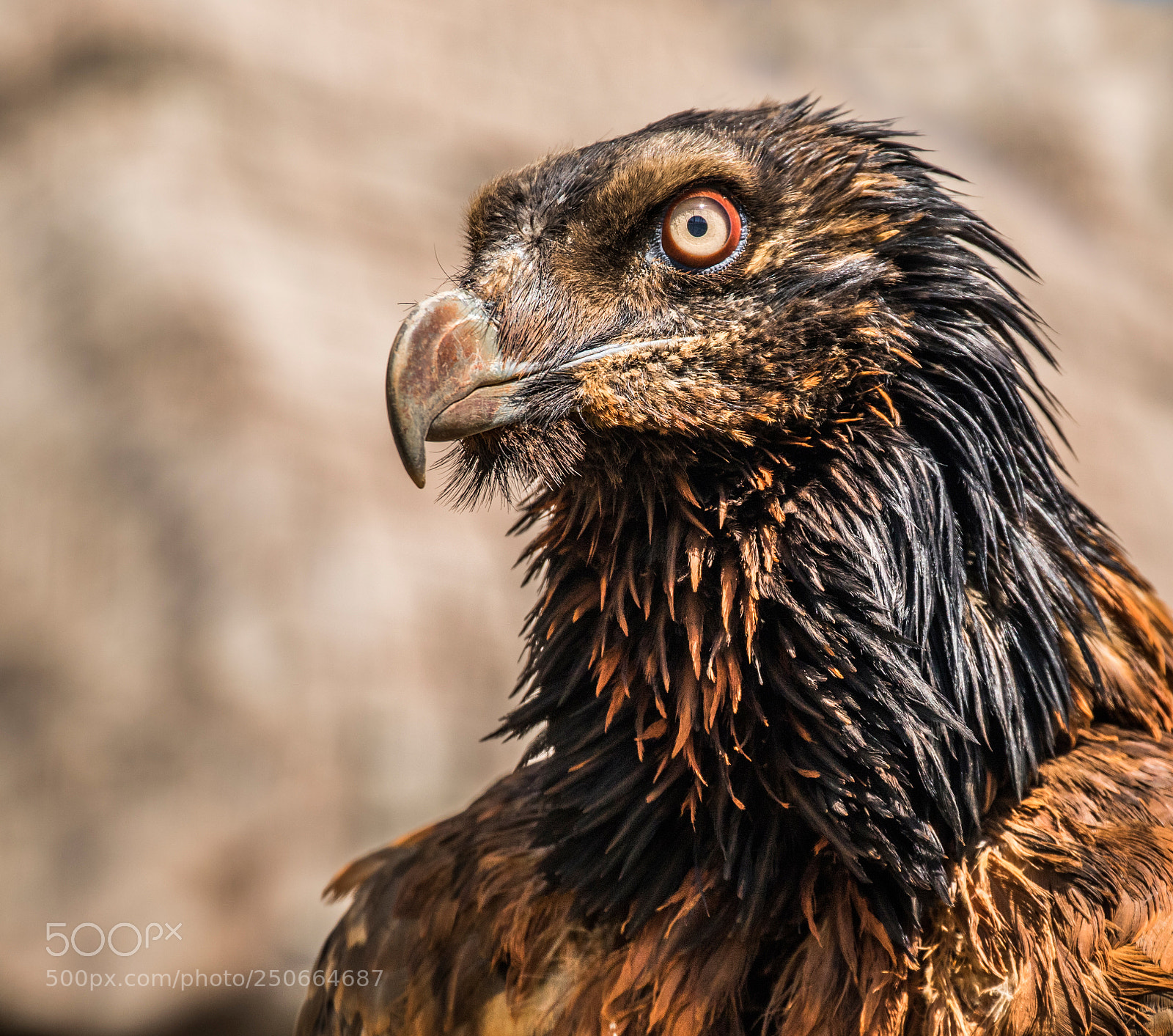 Canon EOS 7D Mark II sample photo. Beast of a bird photography
