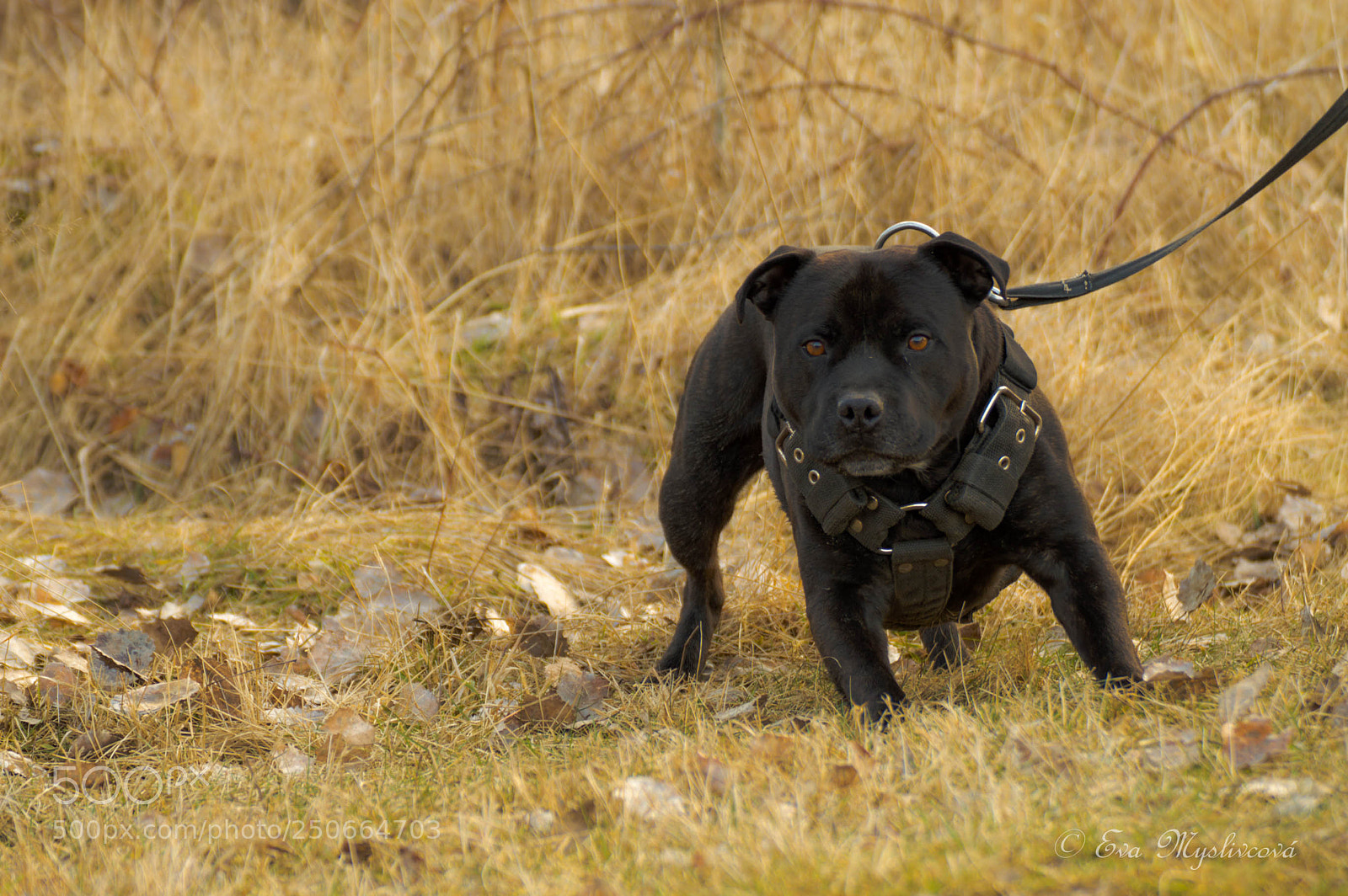 Nikon D3200 sample photo. Untitled photography