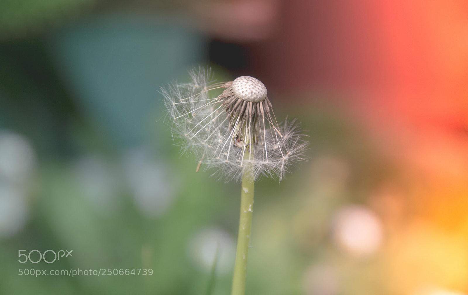 Nikon D3200 sample photo. Summer photography