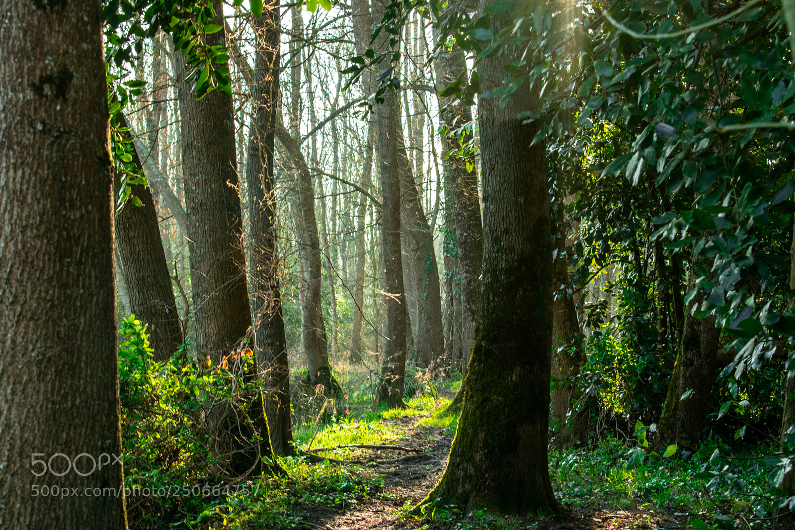 Nikon D5300 sample photo. Ballade en foret photography