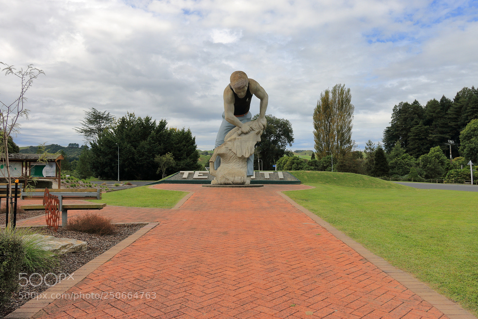 Canon EOS 70D sample photo. Sheep shearing te kuiti photography
