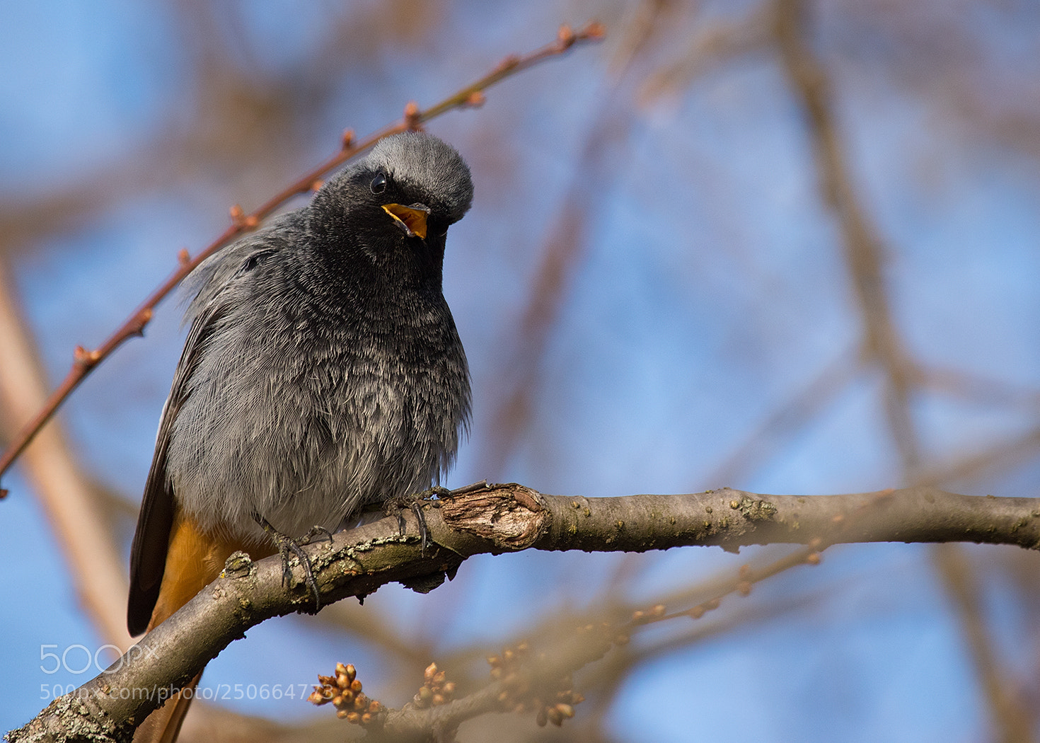 Canon EOS 7D Mark II sample photo. Black redstart photography