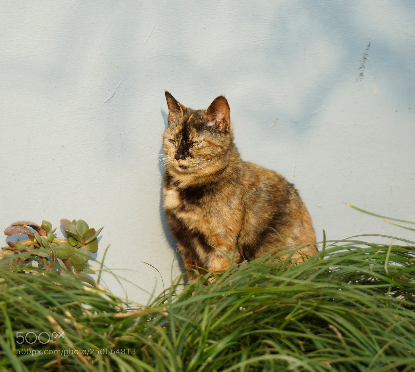 Sony a7 sample photo. Untitled photography