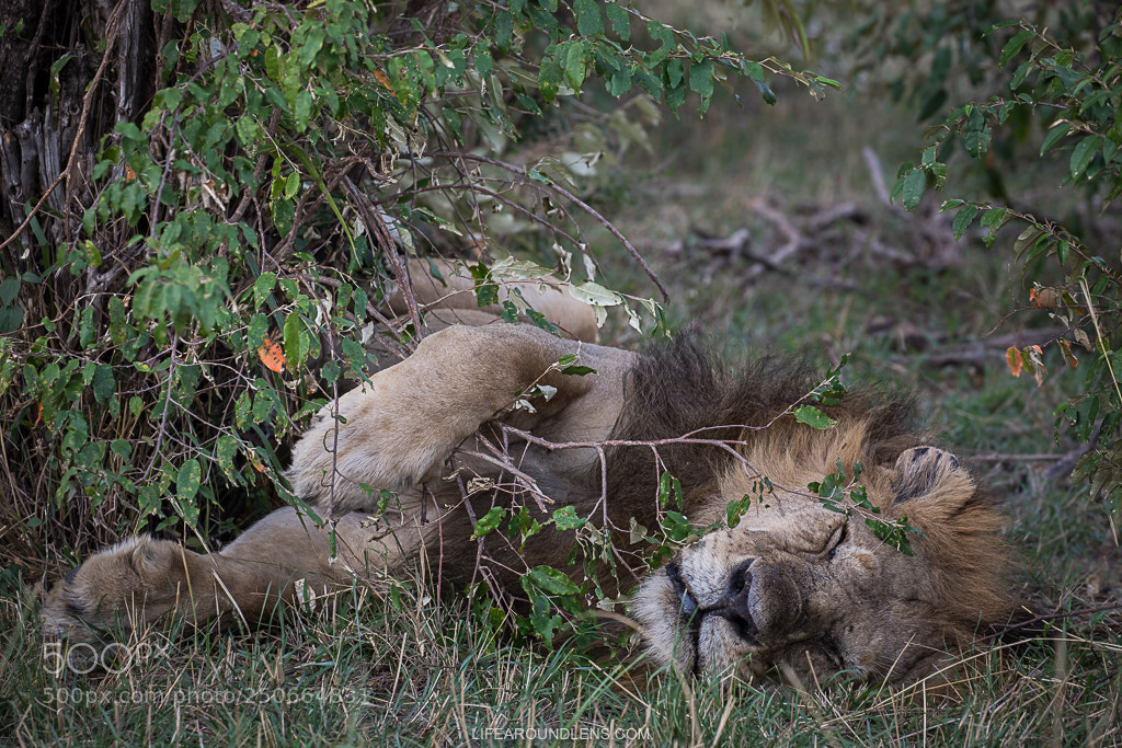 Canon EOS 5D Mark IV sample photo. Sleep like a king photography