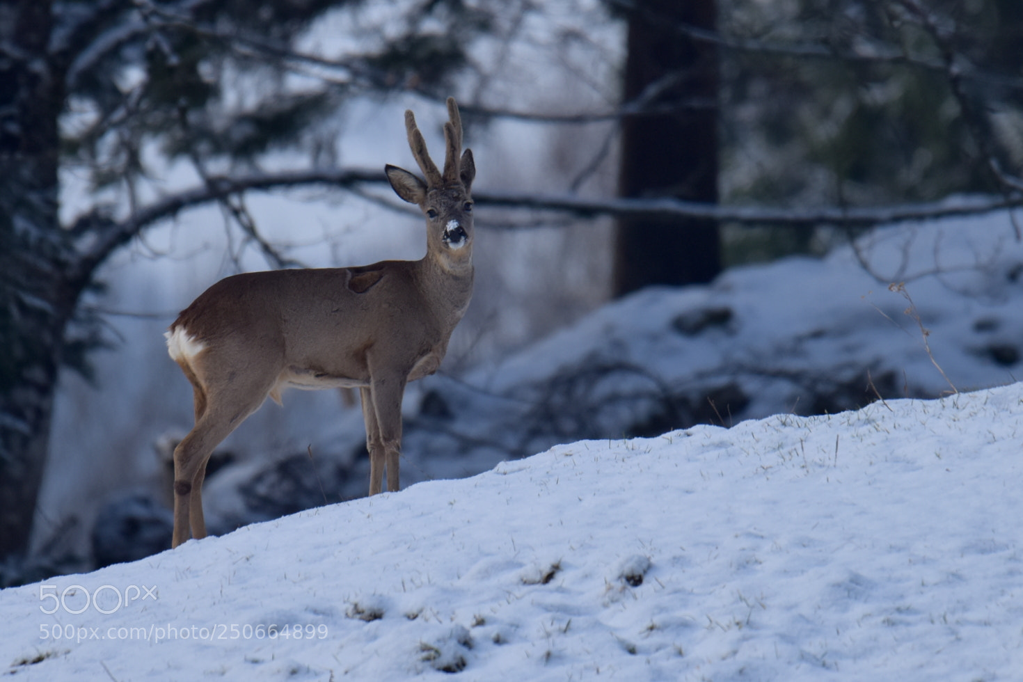 Nikon D810 sample photo. Chevreuil photography