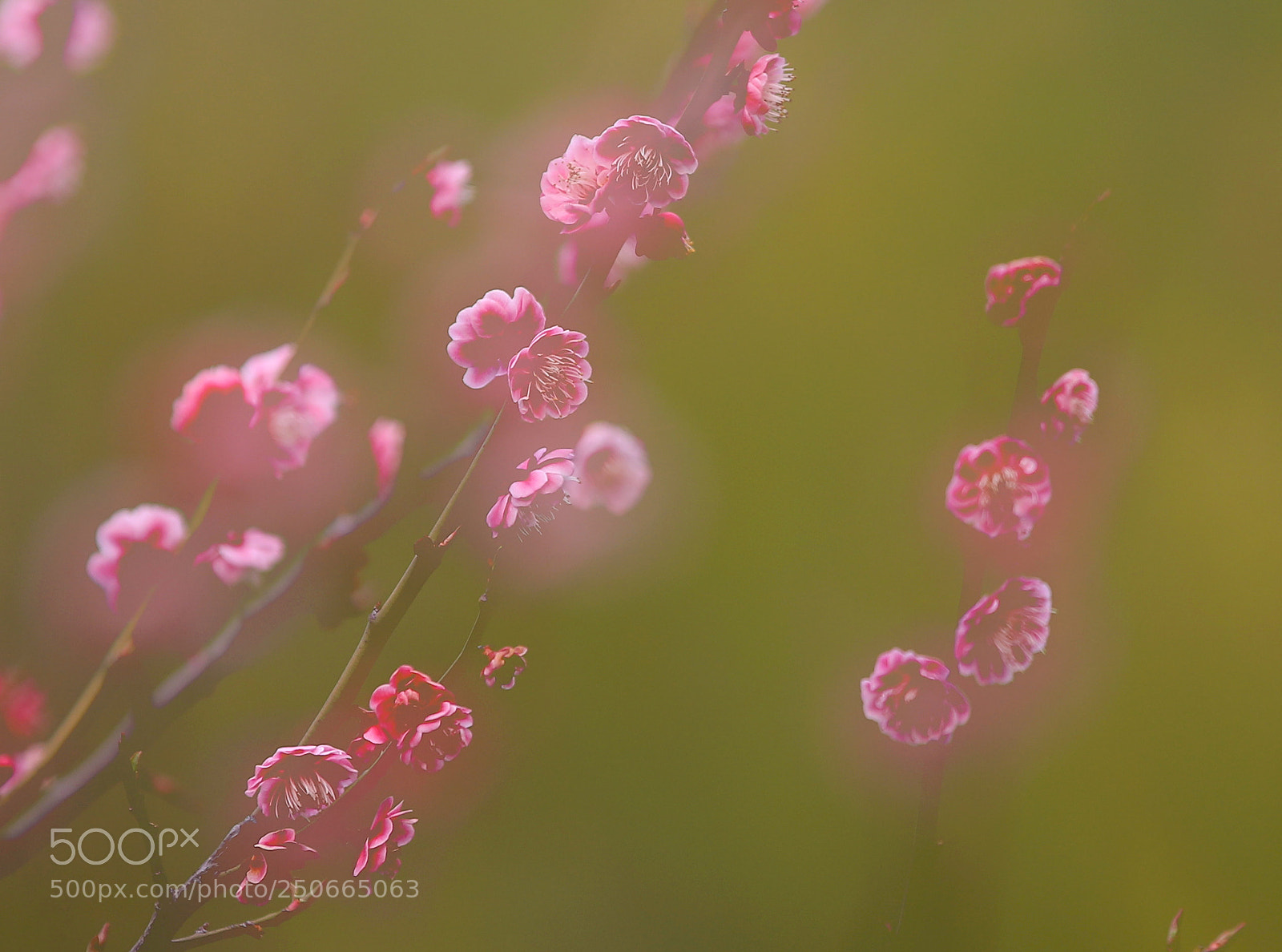 Canon EOS 5D Mark IV sample photo. 梅香 photography